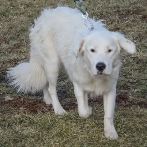 Colt photo 4