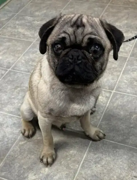 Pugsley:  Not At Shelter