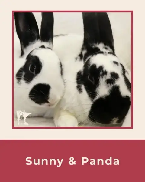 Sunny photo 4