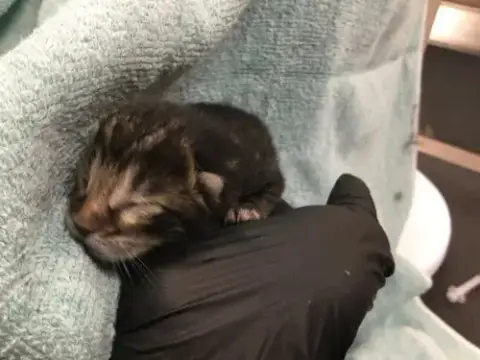 Pouncer