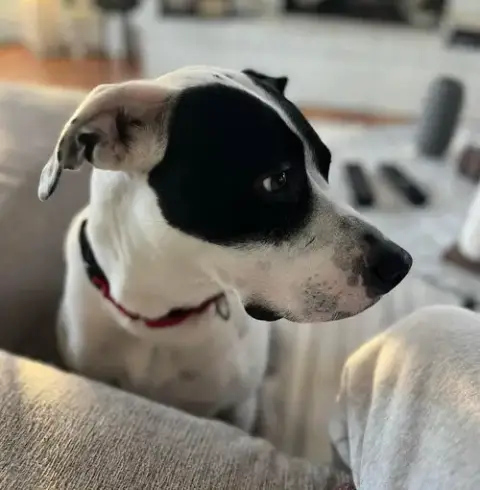 Loki