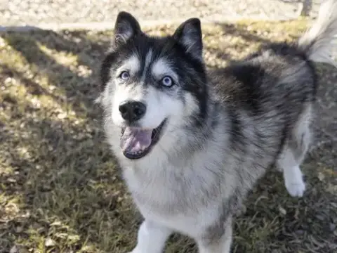 Yuki