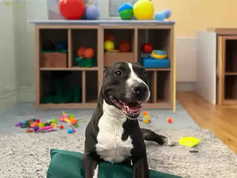 Bella