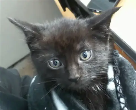 Piper