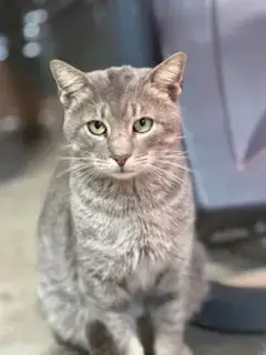 Toby