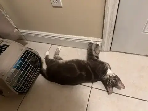 Tom