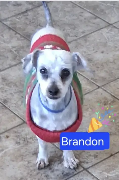 Brandon photo 4