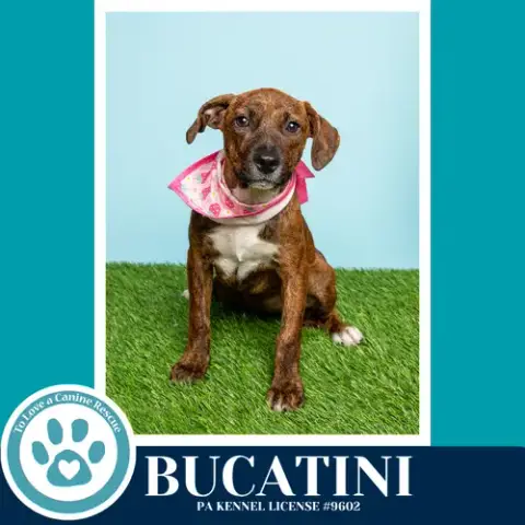 Bucatini