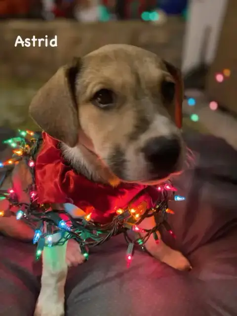 Astrid photo 4