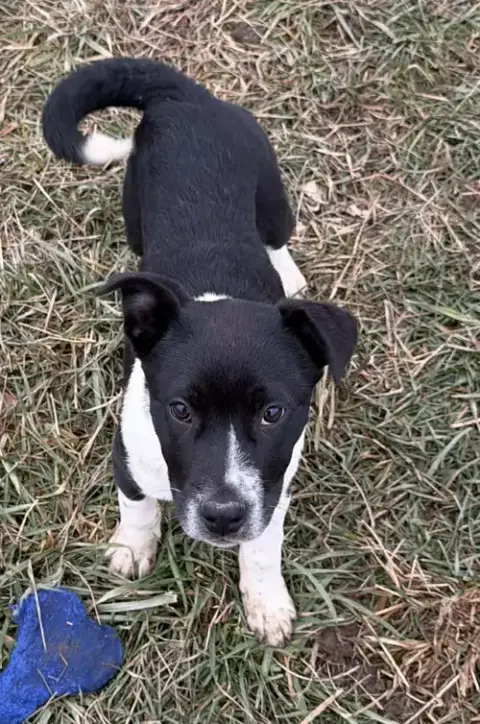 Holiday Pups photo 4