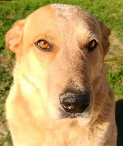 Brody