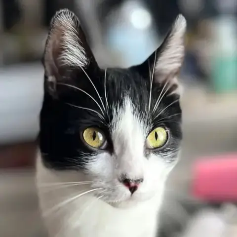 Miss Maple photo 2