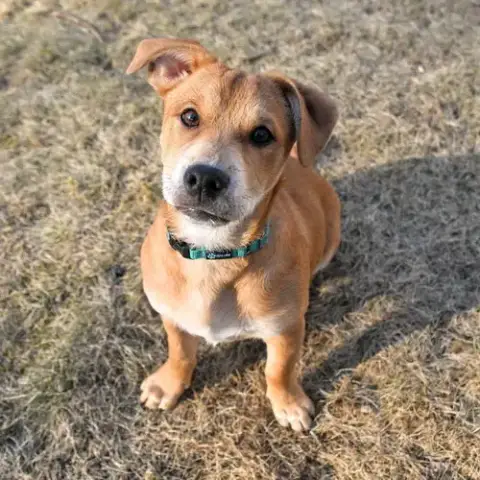 Scrappy