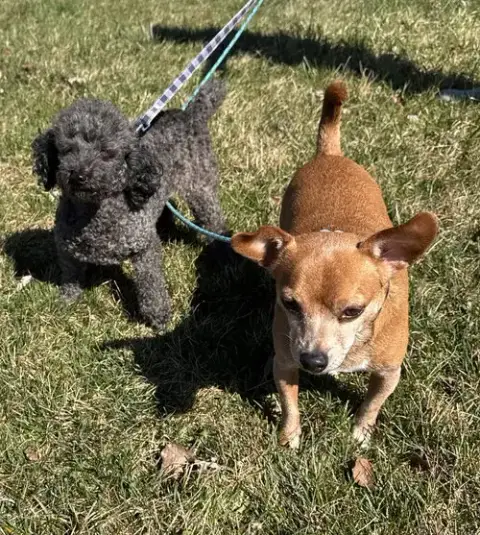 Princess Jasmine & Fozzie Bear photo 4