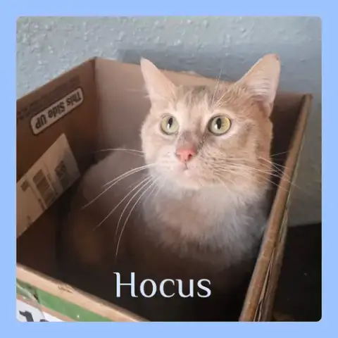 Hocus