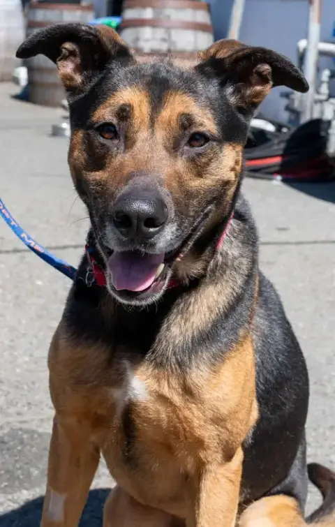 Ranger