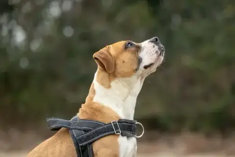 Winnie Boxer photo 4