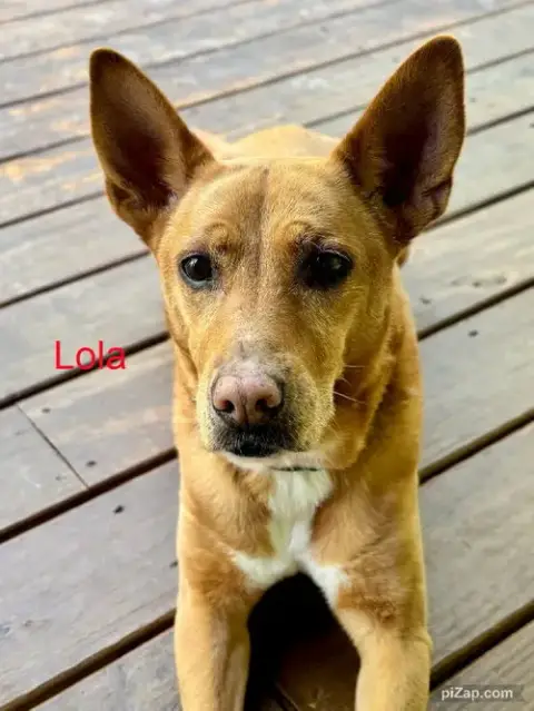 Lola photo 5