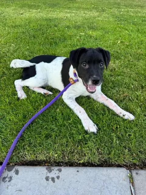 Rex photo 3