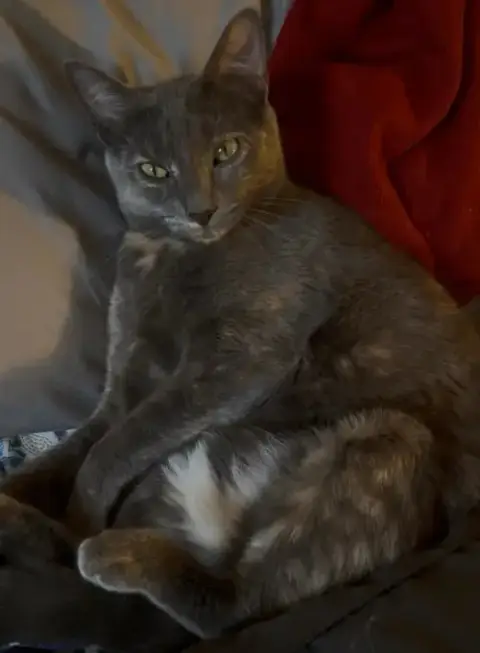 Laramie