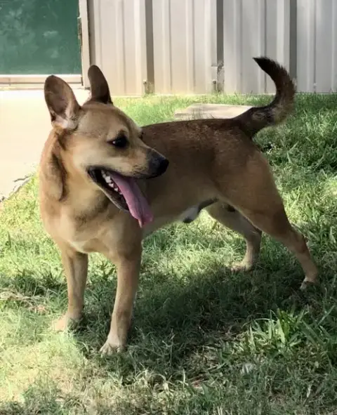 Peanut photo 3