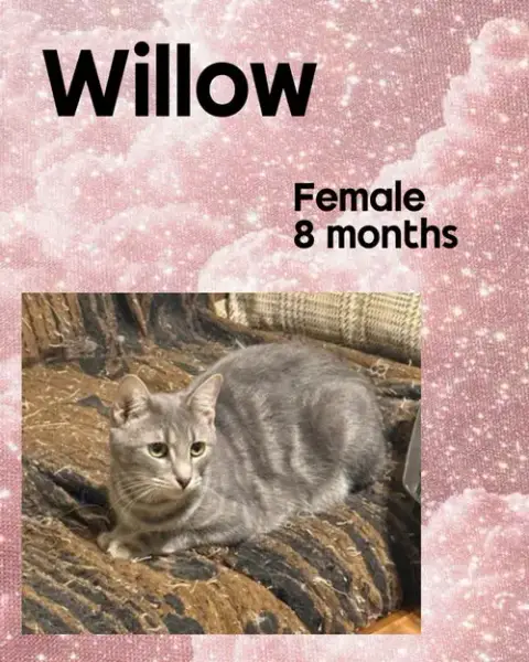 Willow photo 3