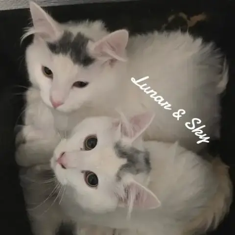 Luner&Sky photo 2