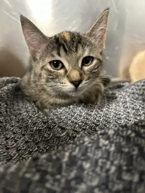 Ember
