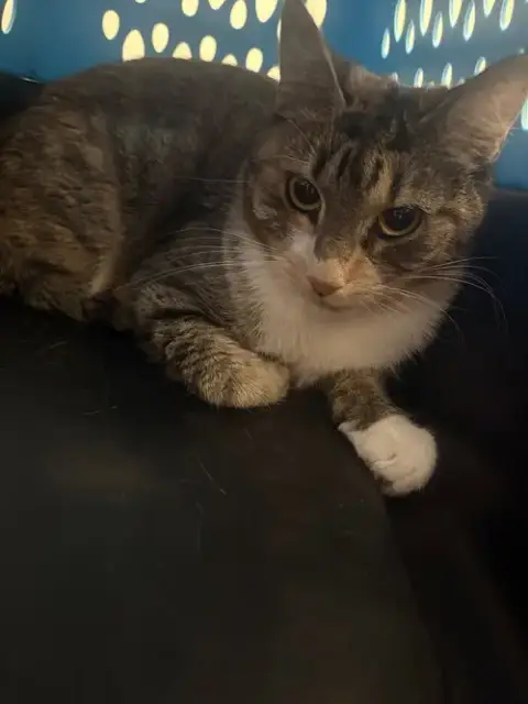 Khaleesi photo 4