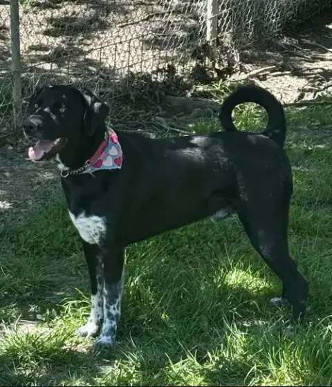 Archie photo 2