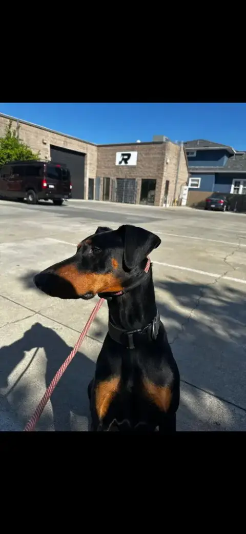 Deebo photo 5