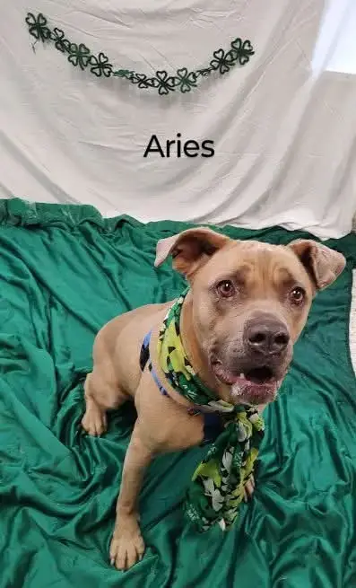 Aries photo 2