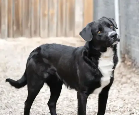 Ruger photo 2
