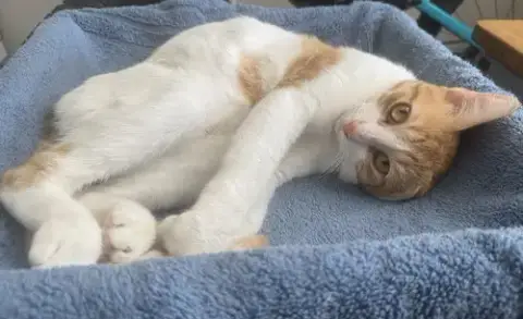 Operation Orange Kittens! photo 5