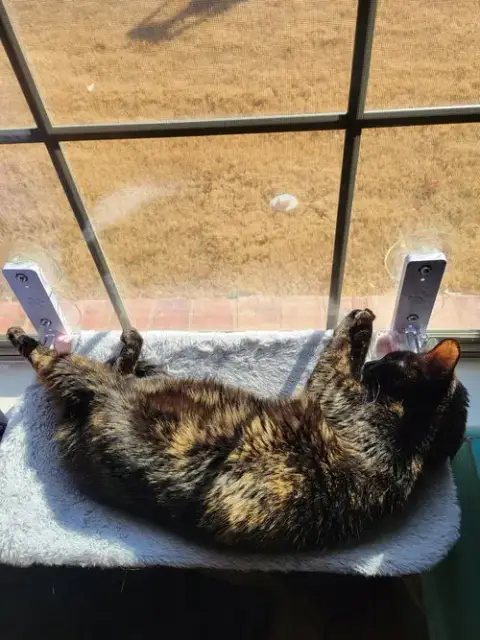 Rosie photo 5