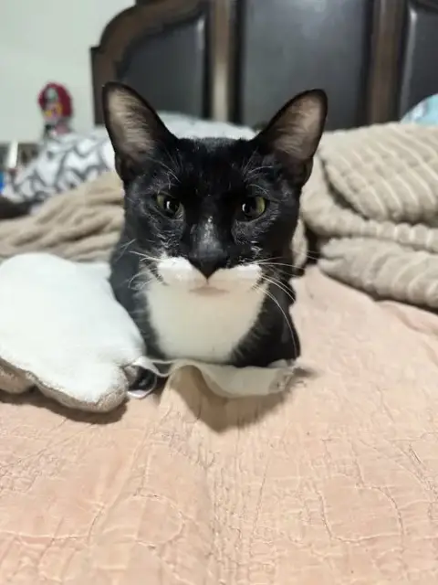 Gloria