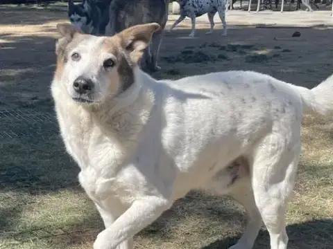 Desert Dog White Knight