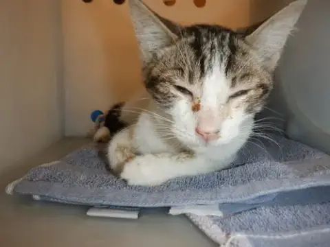 Paxton