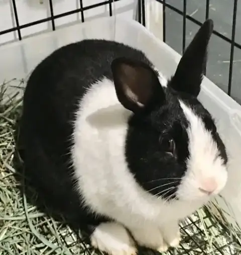 Baxter
