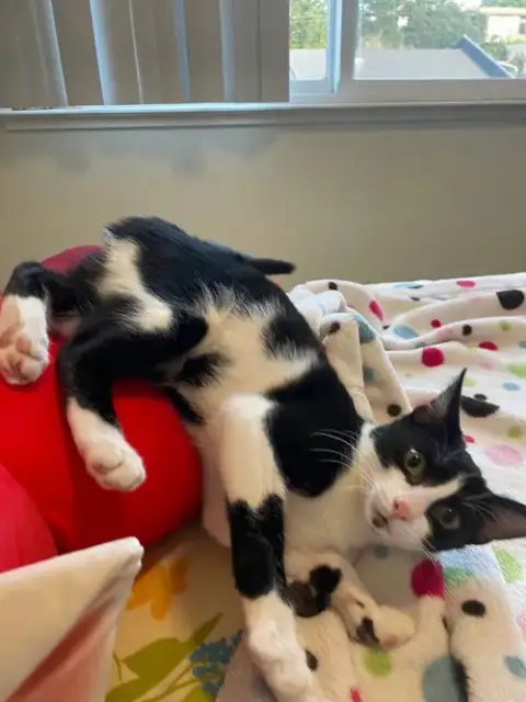 Monkey