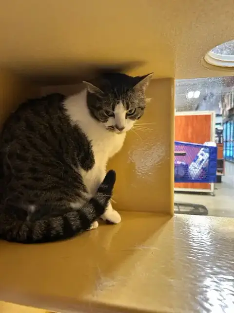 Biscuit