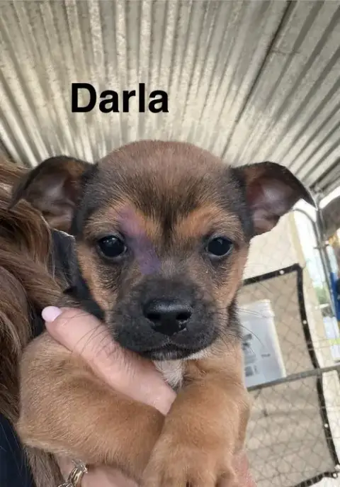 Darla