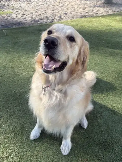 Titus Golden