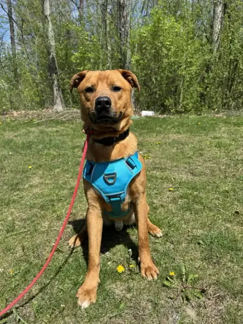 Mr. Buddy photo 3