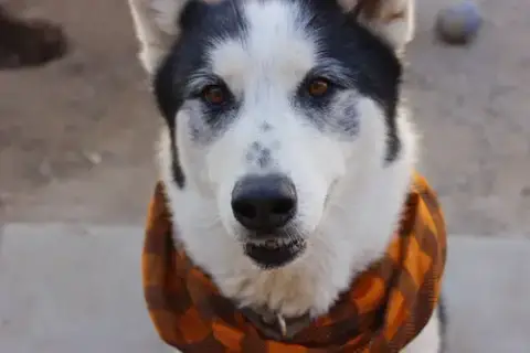 Koda photo 3