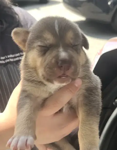 Momma Iris' Litter: Gnocchi photo 2