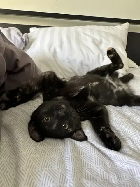 Juniper