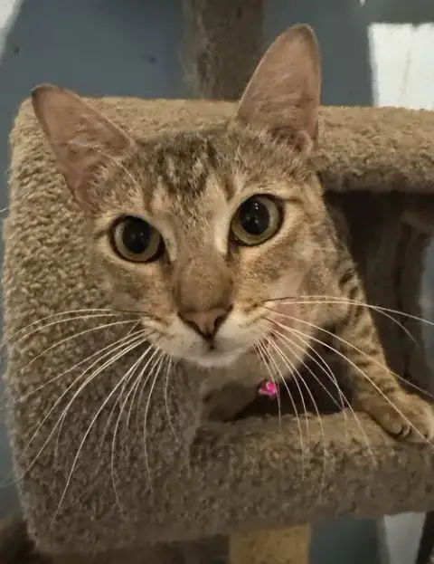 Sammie
