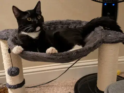 Tuxie photo 2