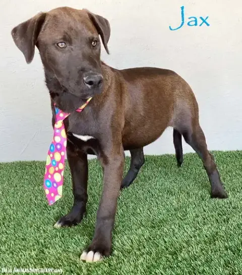 Jax